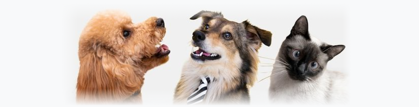 dois cachorros e um gato arrumadinhos