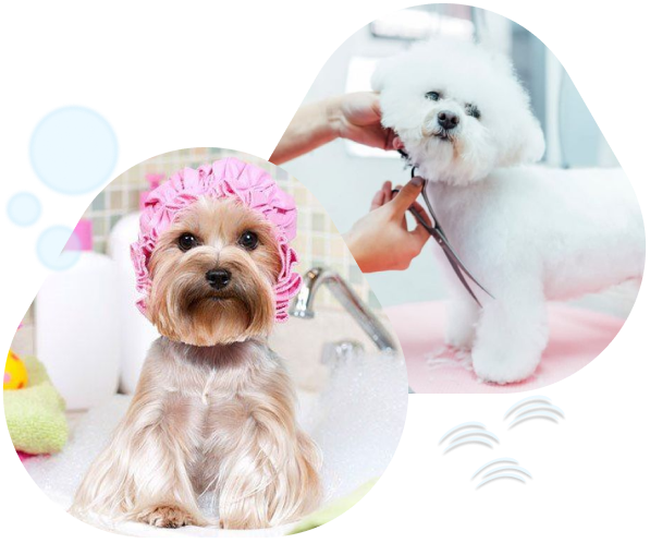 cachorro banho e tosa