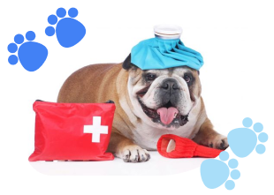 cachorro fantasiado de socorrista